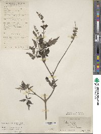 Vitex negundo image