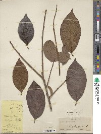 Diospyros kaki image