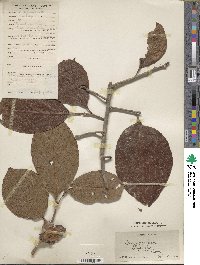 Diospyros kaki image