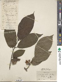 Diospyros kaki image