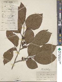 Diospyros kaki image