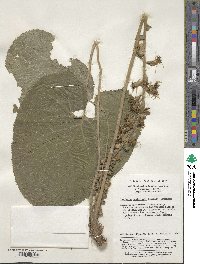 Ligularia veitchiana image