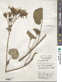 Ligularia hodgsonii image