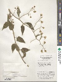Senecio scandens image