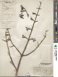 Paulownia tomentosa image