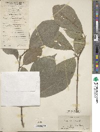 Magnolia denudata image