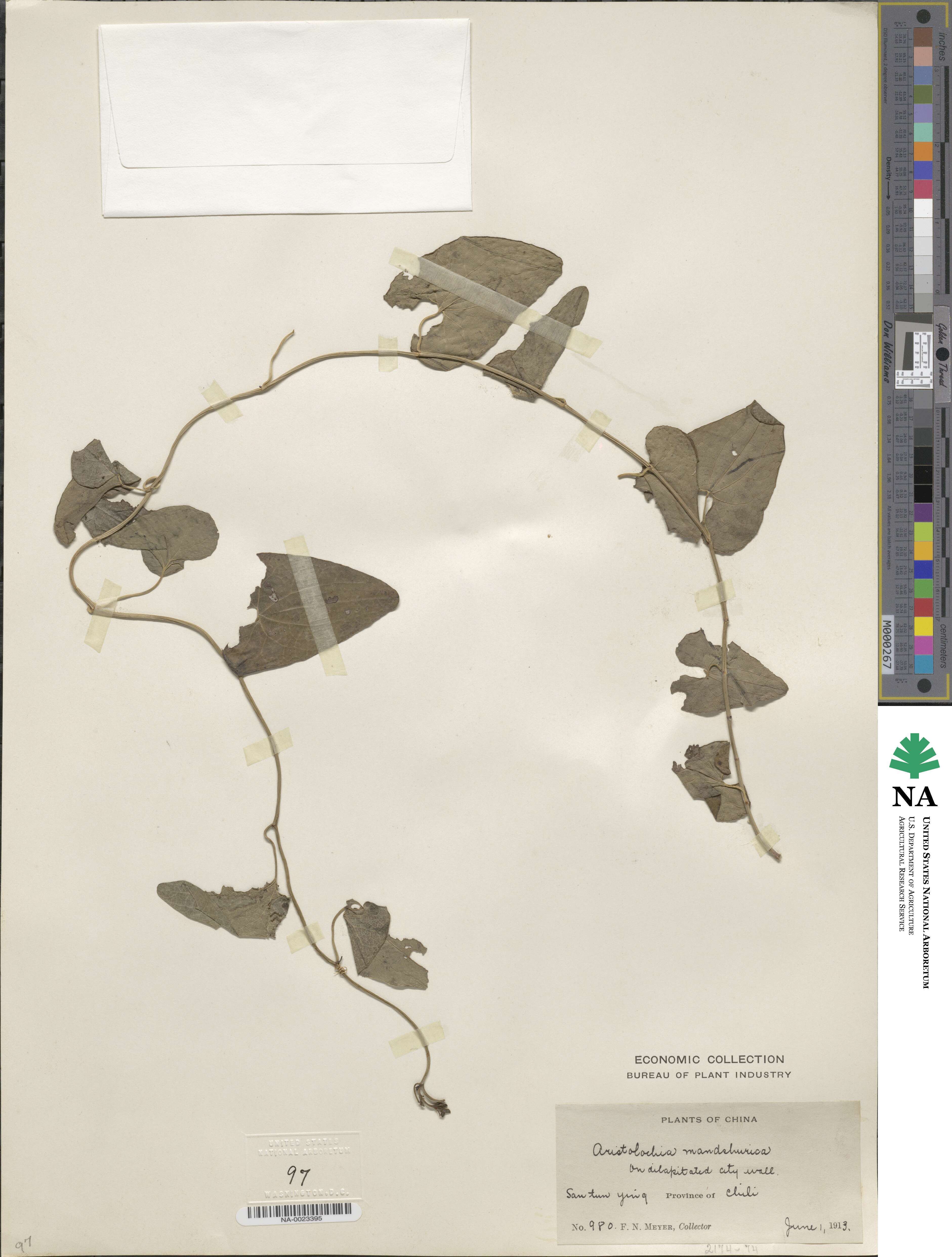 Isotrema manshuriense image