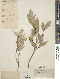 Ficus sarmentosa image