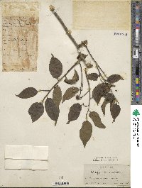 Schoepfia jasminodora image