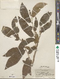 Quercus serrata image