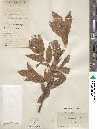 Quercus serrata image