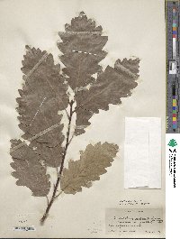 Quercus aliena image