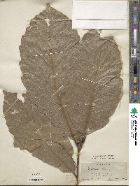 Quercus aliena image