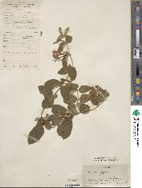 Lonicera japonica image