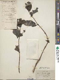 Lonicera tragophylla image