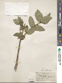 Lonicera spinosa image