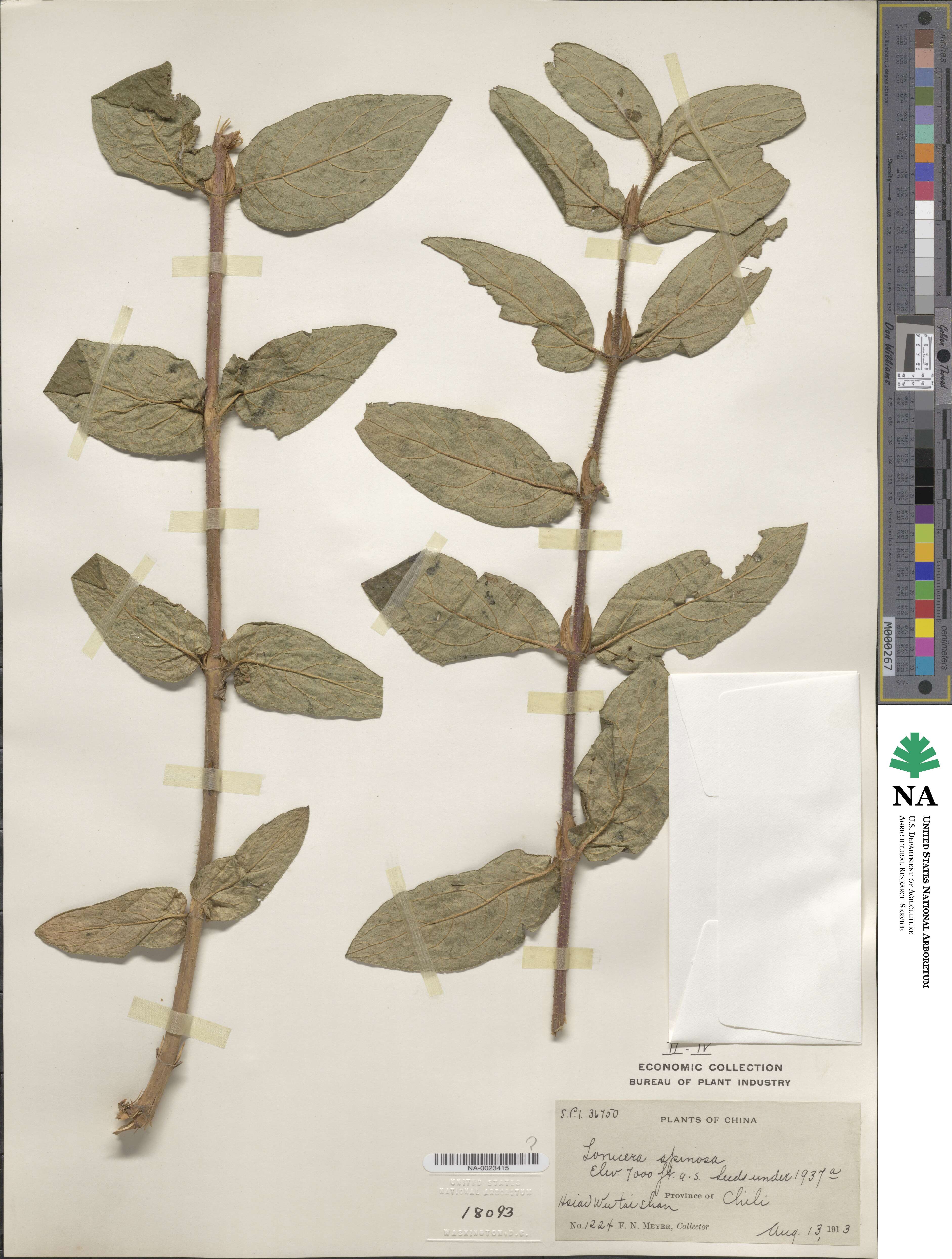 Lonicera spinosa image