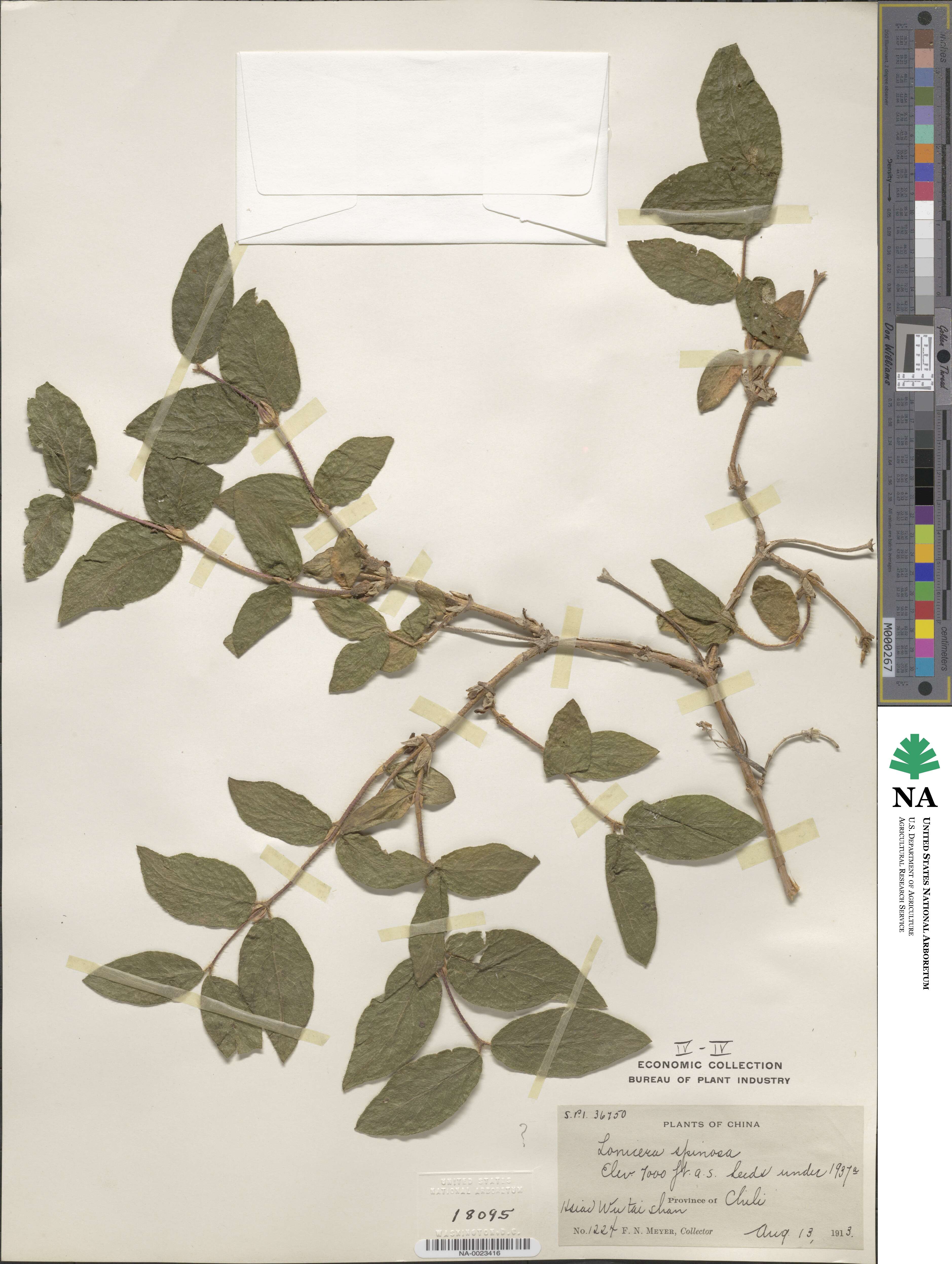 Lonicera spinosa image