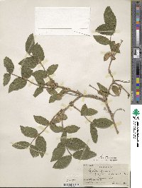 Lonicera spinosa image