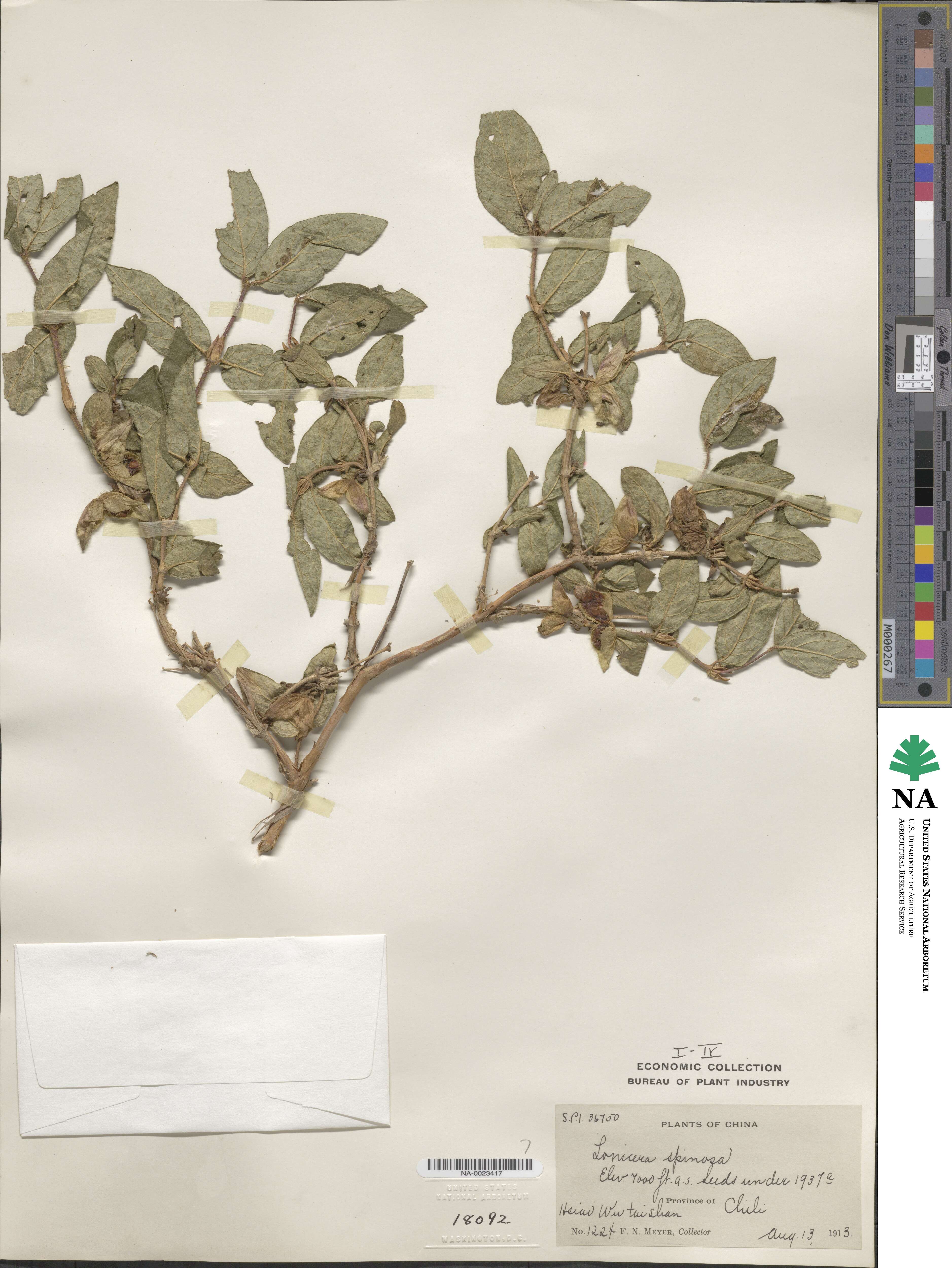 Lonicera spinosa image