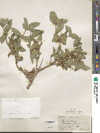 Lonicera spinosa image