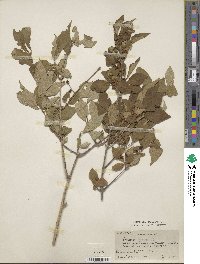 Lonicera morrowii image