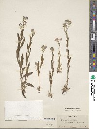 Myosotis alpestris image