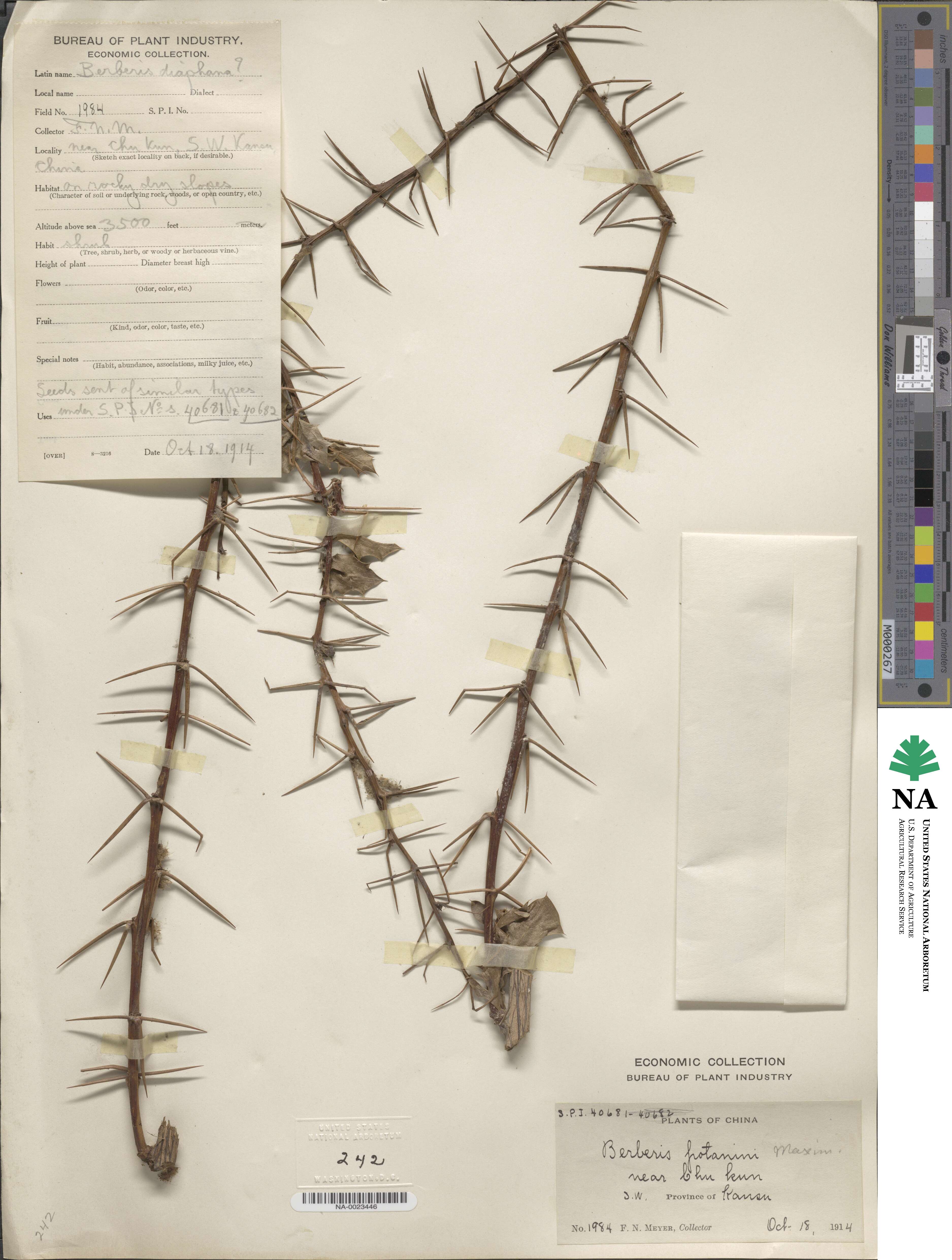 Berberis potaninii image