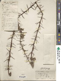 Berberis potaninii image