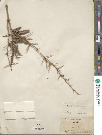 Berberis soulieana image