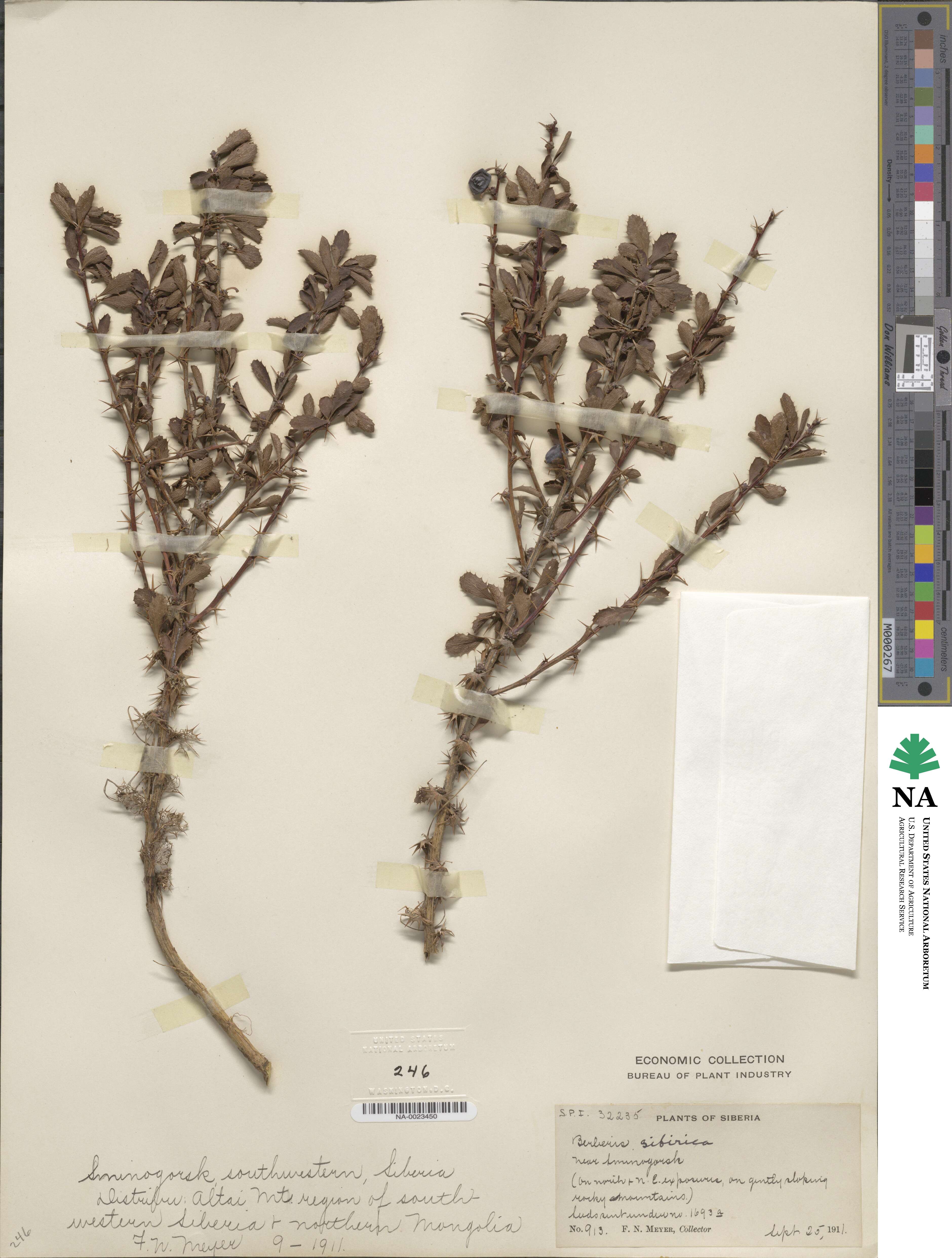 Berberis sibirica image