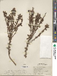 Berberis sibirica image