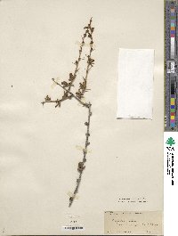 Berberis sibirica image