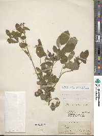 Rosa acicularis image