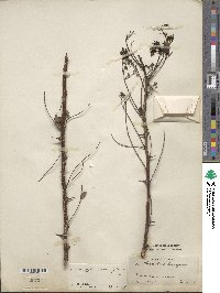 Zanthoxylum schinifolium image