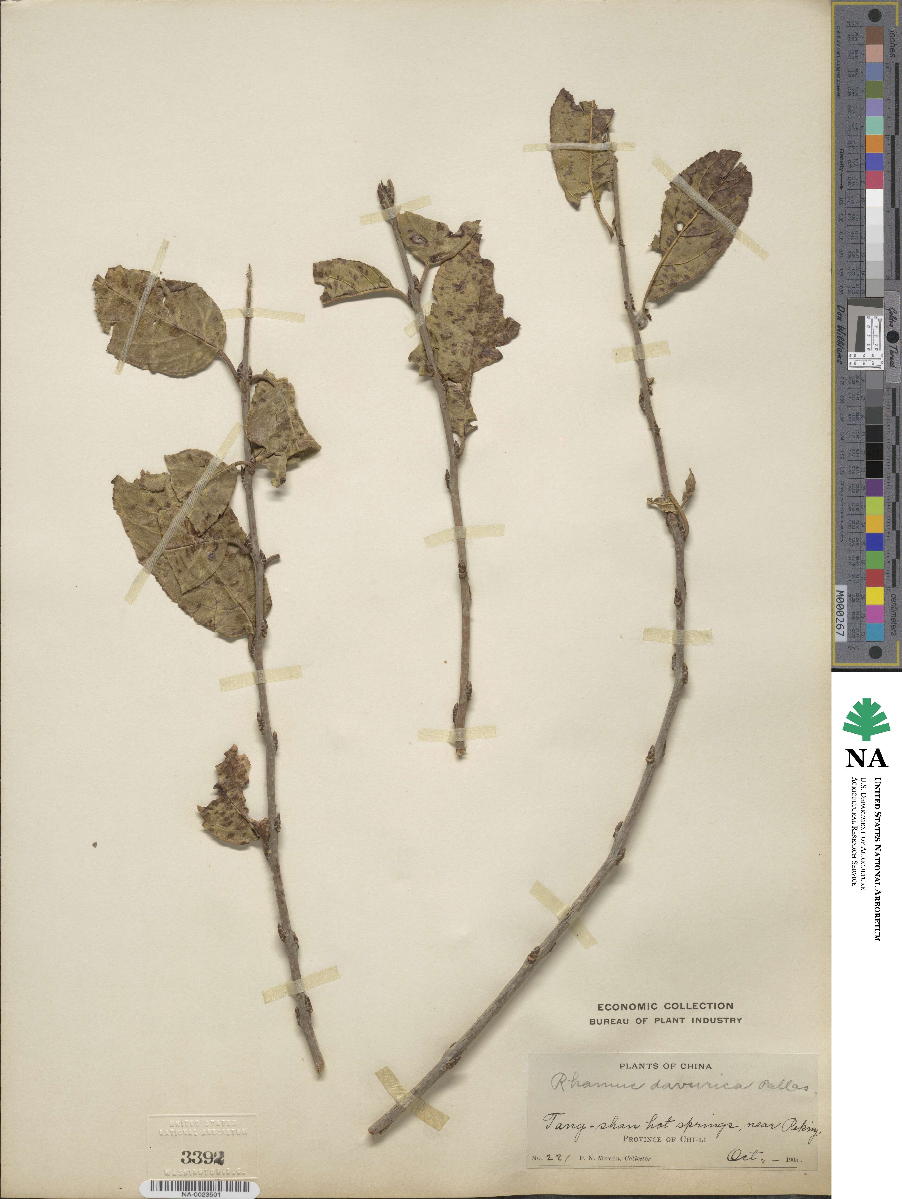 Rhamnus davurica image