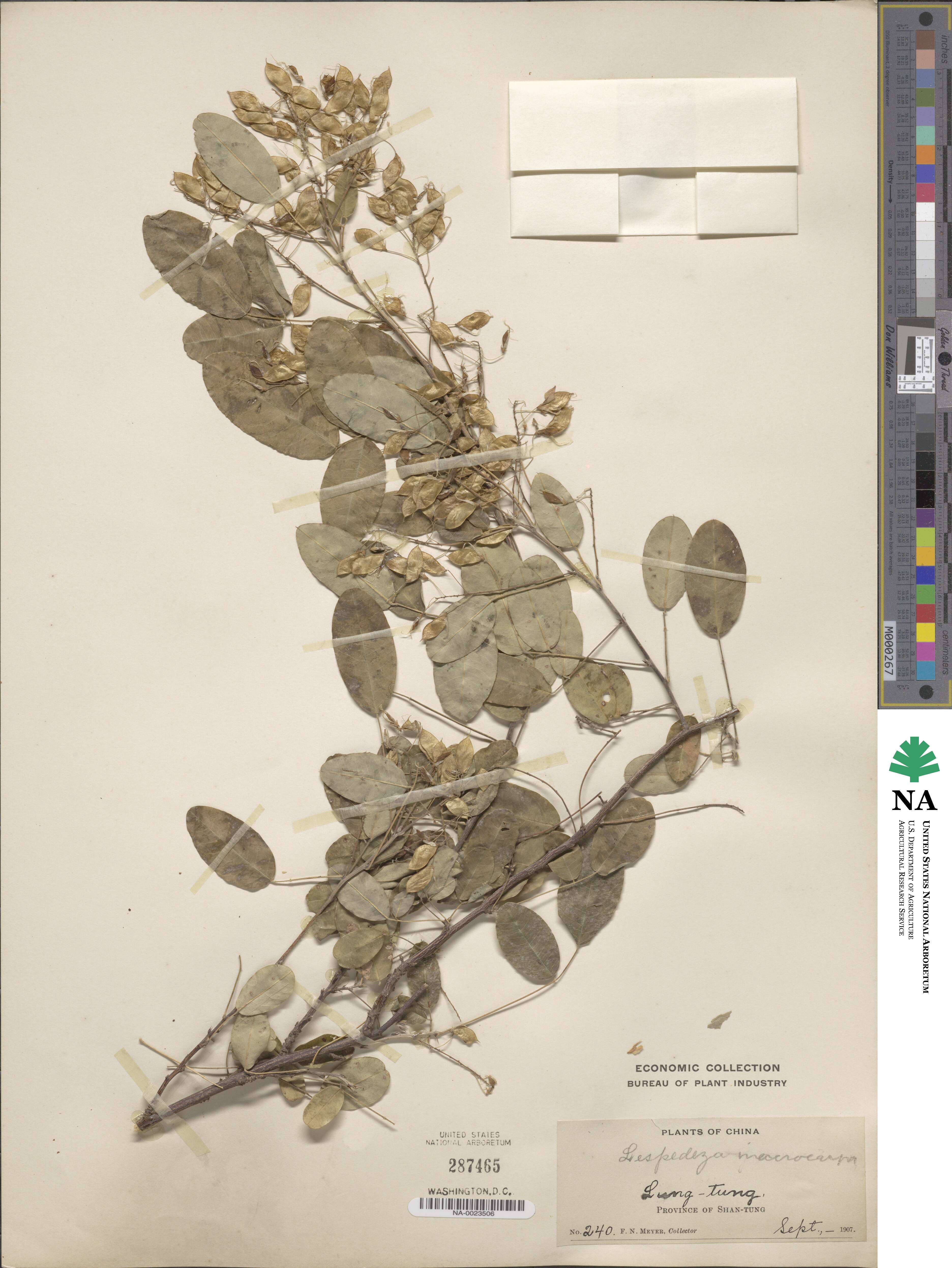 Campylotropis macrocarpa image
