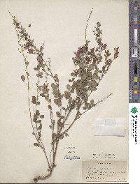 Lespedeza floribunda image