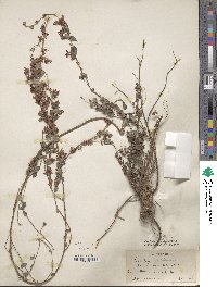 Lespedeza floribunda image