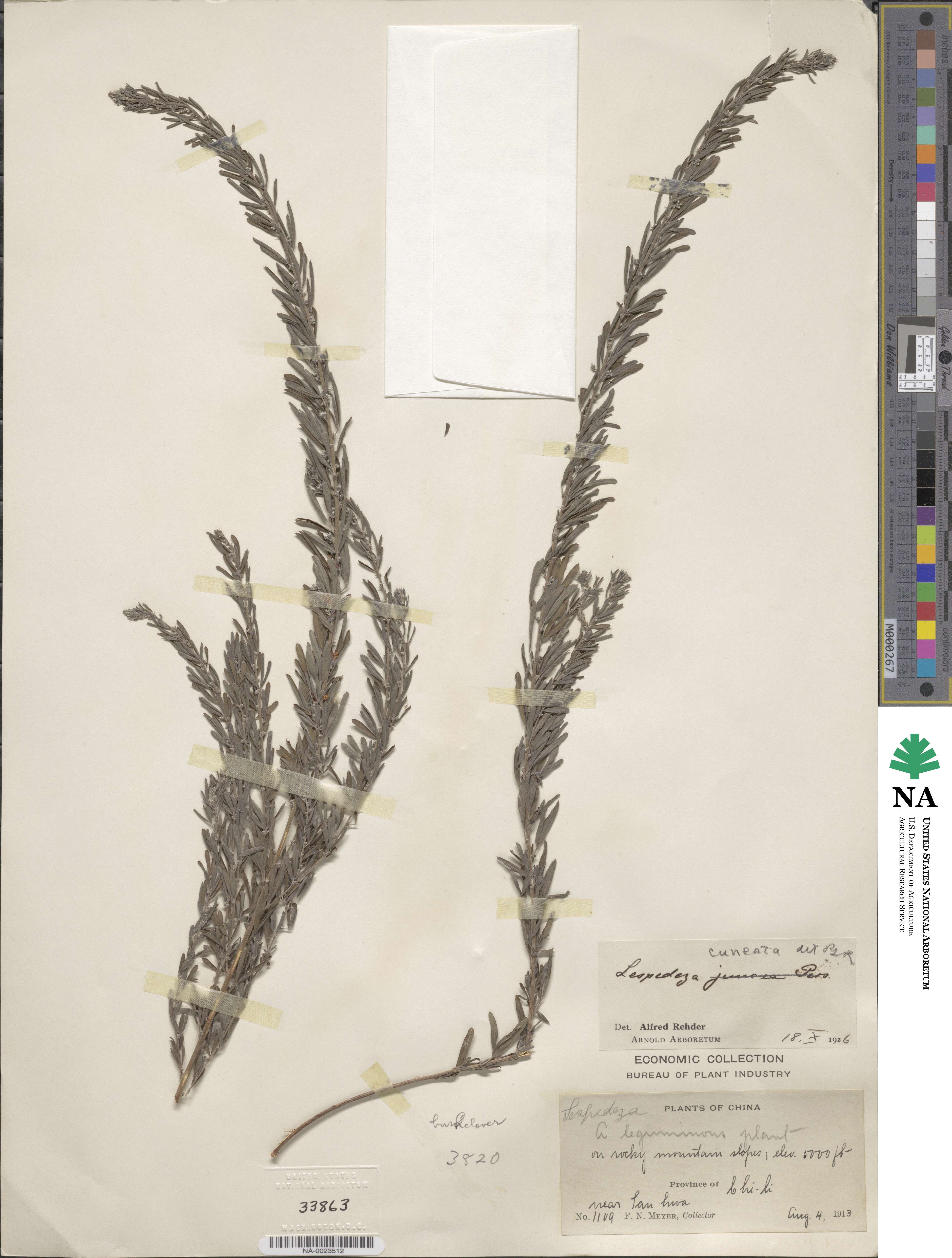 Lespedeza image