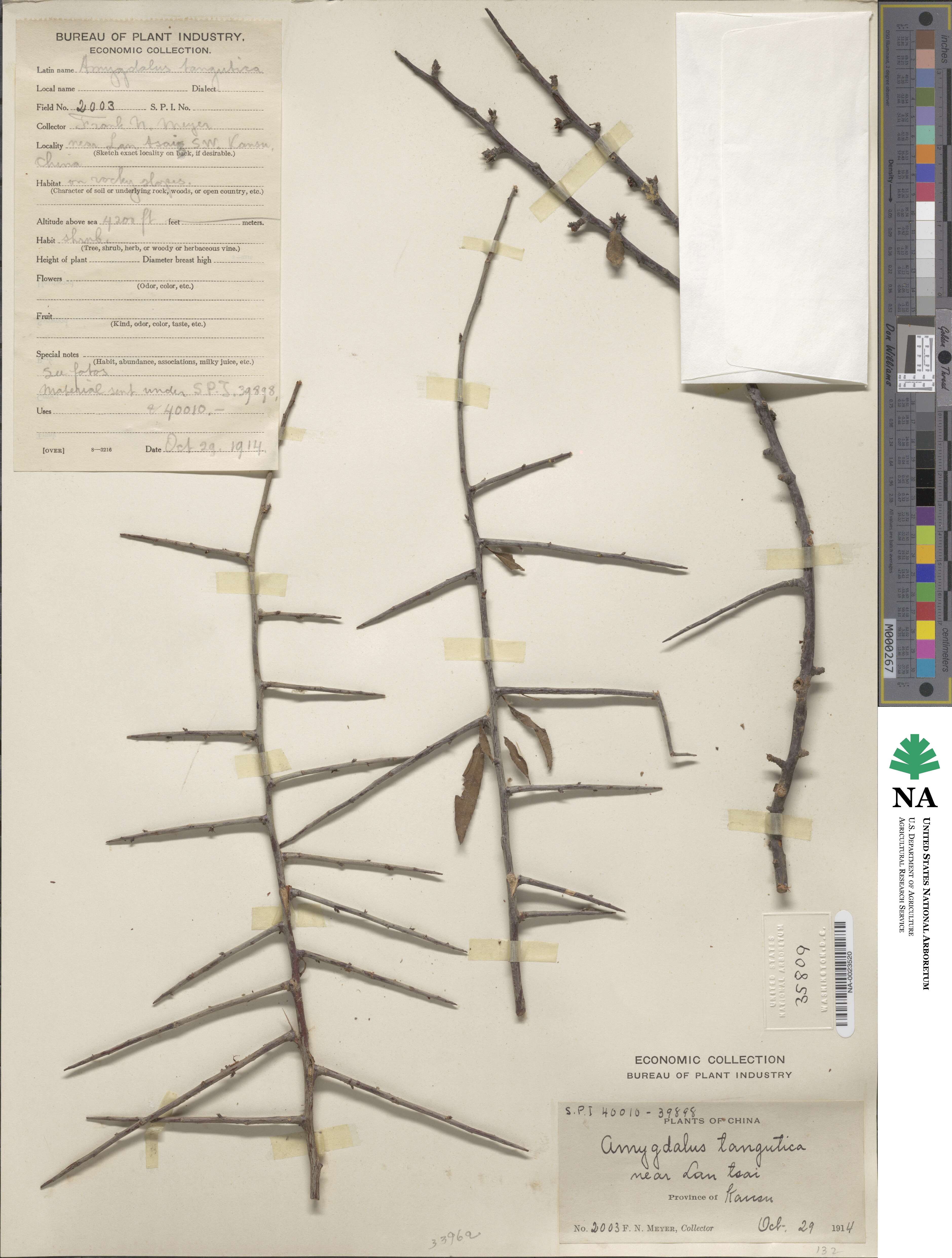 Prunus tangutica image