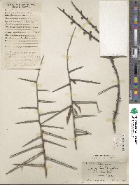 Prunus tangutica image