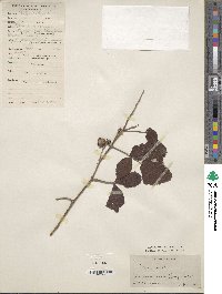 Rubus idaeus image