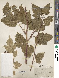 Rubus crataegifolius image