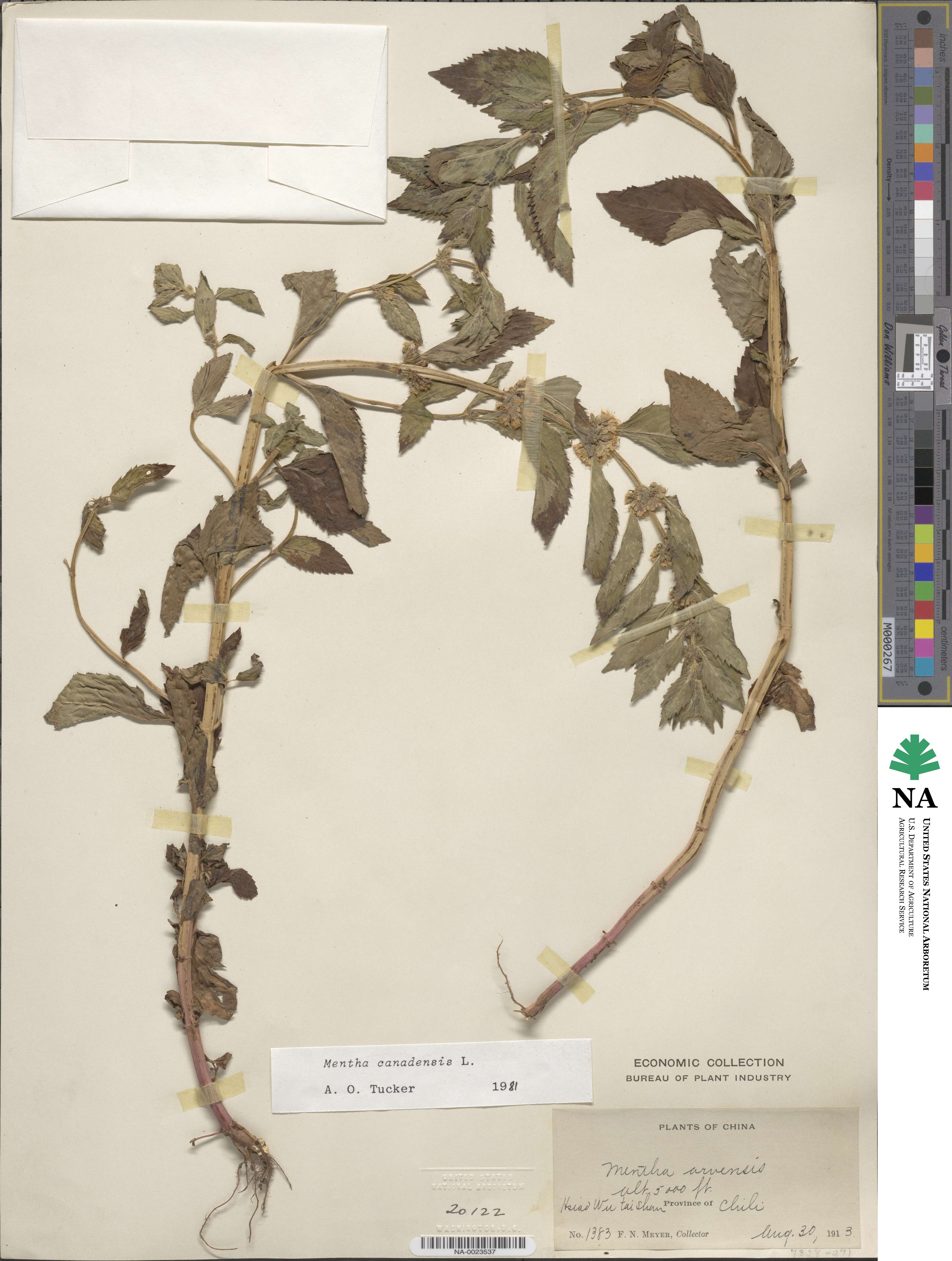 Mentha arvensis image