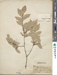 Ulmus parvifolia image