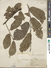 Castanea mollissima image