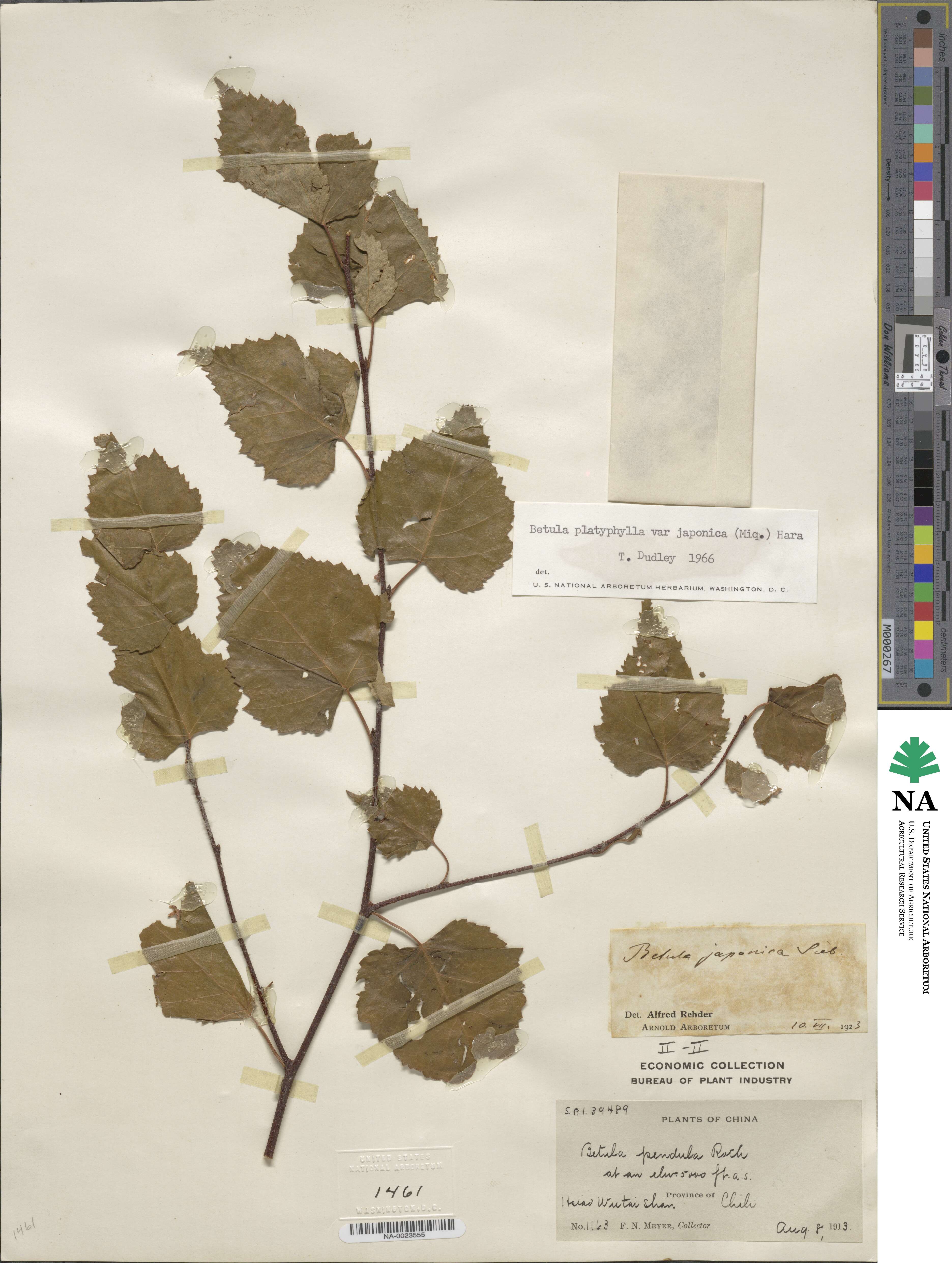 Betula pendula subsp. mandshurica image