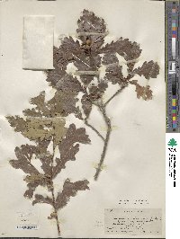 Quercus mongolica var. crispula image