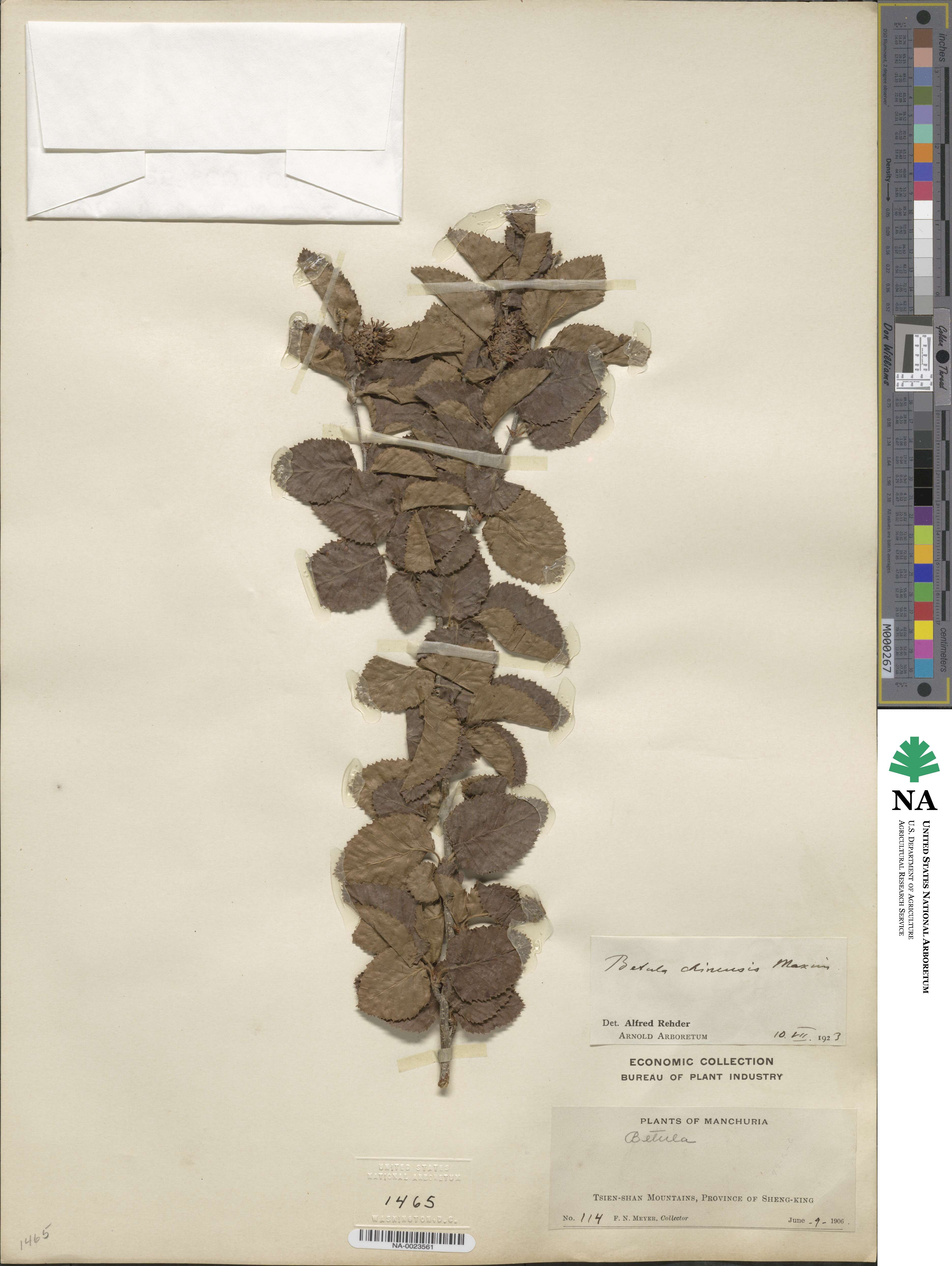 Betula chinensis image